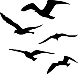 Naklejka premium Flock of five Seagull