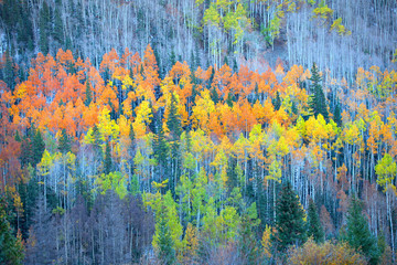 Colorful Aspen trees in autumn time
