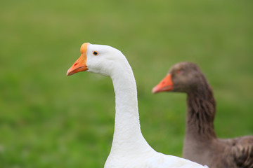Two wild goose in the meadow