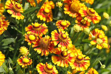 Kokardenblumen (Gaillardia aristata)