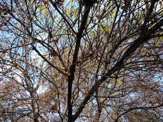 Obraz premium Outdoor plant in Australia 