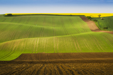 Moravian fields