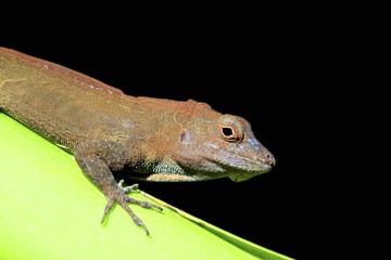 Common lizard, macro