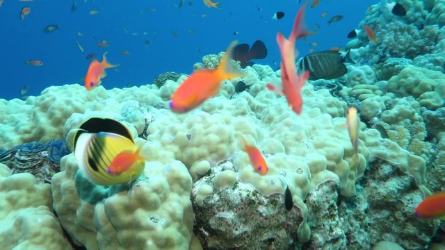 bunte Fische am Korallenriff