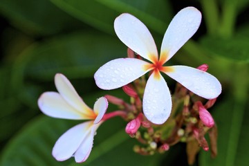 Plumeria