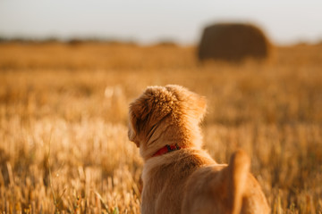 Toller  puppy dog in a field at sunset