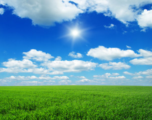 Fototapeta premium Green field, blue sky and sun