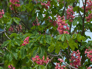 Arbre de soie Ombrella, Albizia julibrissin 