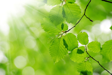 green leaves