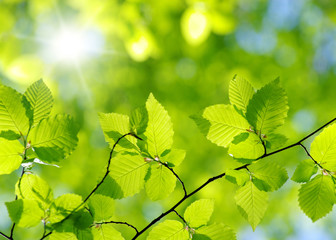 green leaves