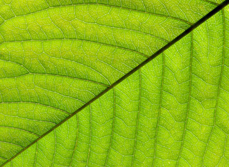 green leaf texture