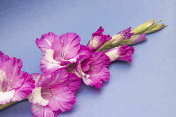 Beautiful pink gladiolus on blue background