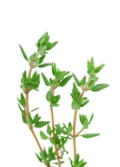 thyme