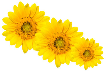 Obraz premium Sun flowers