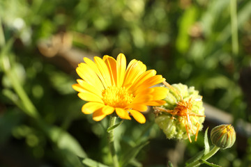 Beautiful flowers growing in garden