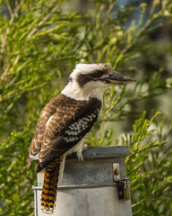 Kookaburra