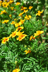 Fresh flowers over green grass background