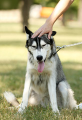 Young man with beautiful huskies dog in park