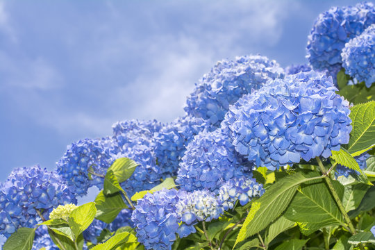 Fototapeta 空バックに青いアジサイの花