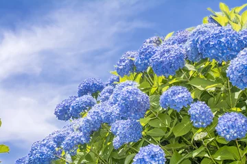 Papier Peint photo Lavable Hortensia Fleurs d& 39 hortensia bleu dans le fond de ciel