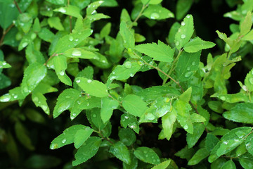 It leaves wet in the rain