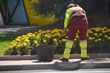 trabajando con flores