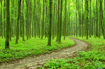 Obraz premium forest