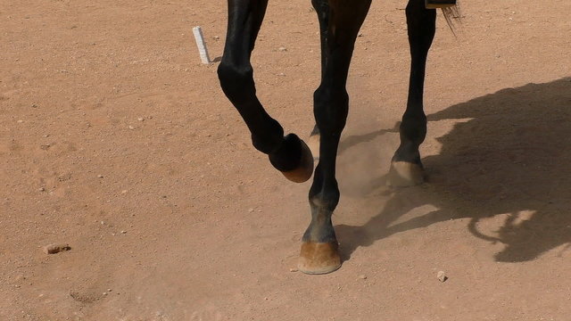 Black impatient horse is pawing brown dusty dry dirt on the ground with its front hoof
