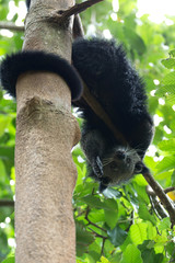 Fototapeta premium binturong