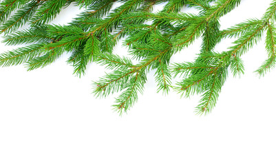 Obraz premium fir tree branches