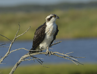 Juvenile Osprey on branch