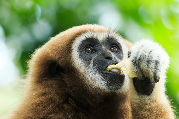 gibbon
