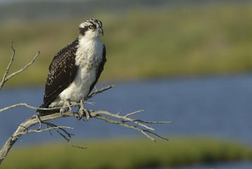Juvenile Osprey Perched