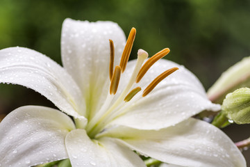 雨の中の白いスカシユリの花のアップ