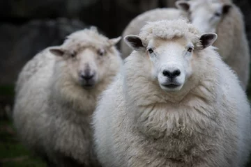 Papier Peint photo Moutons Close up face de moutons mérinos de Nouvelle-Zélande dans la ferme