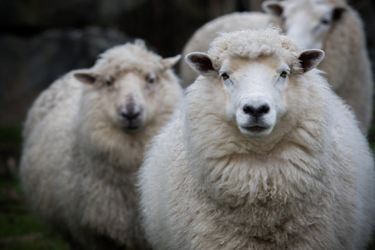 close up face of new zealand merino sheep in farm