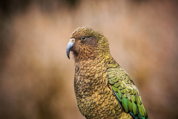 Naklejka premium close up beautiful color feather ,plumage of kea birds with blur