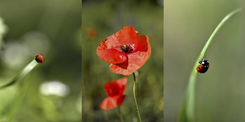 Ladybugs and poppies - a summary images, colage