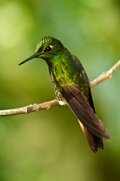 Beautiful green hummingbird