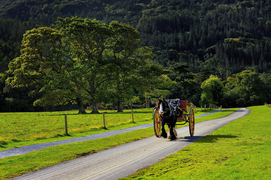 Horse Ride In Killarney National Park, Ireland