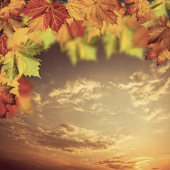 Neutral autumnal backgrounds with maple tree against beauty skie