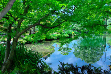 Spring views of the pond of the Japanese garden in Kyoto