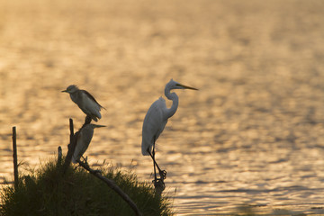 Great egret and Indian pond heron in Arugam bay lagoon, Sri Lank