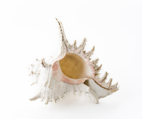 sea shell on white background