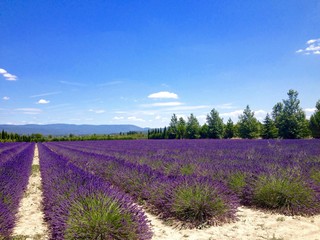 Цветущие лавандовые поля в Провансе, Франция