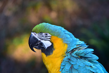 Beautiful Blue and Gold Macaw Face