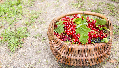 Fototapeta na wymiar Red and black currants in a basket