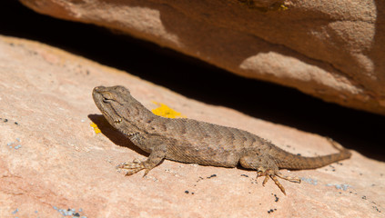 Fototapeta premium Fence Lizard blending in 