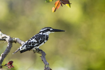 Pied kingfisher in Arugam bay lagoon, Sri Lanka