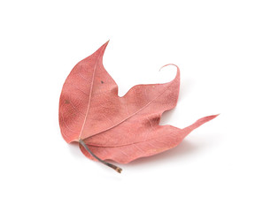 red leaf on white background